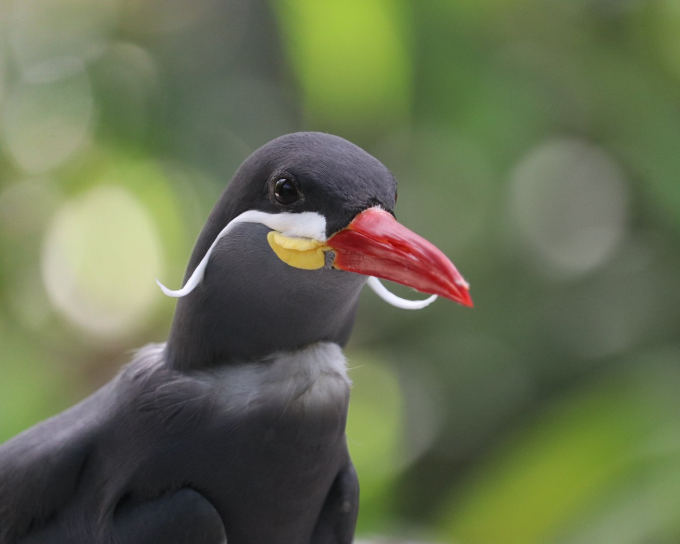 Inca tern (Larosterna inca)