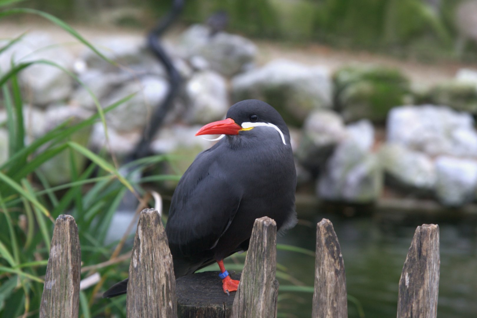 Inca Tern (Larosterna Inca)