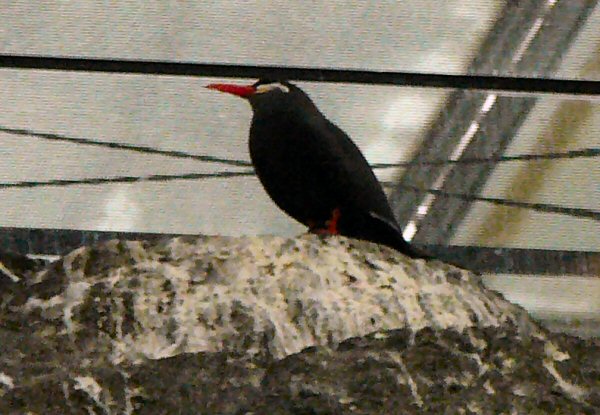Inca tern Lisbon Oceanario (aquarium)
