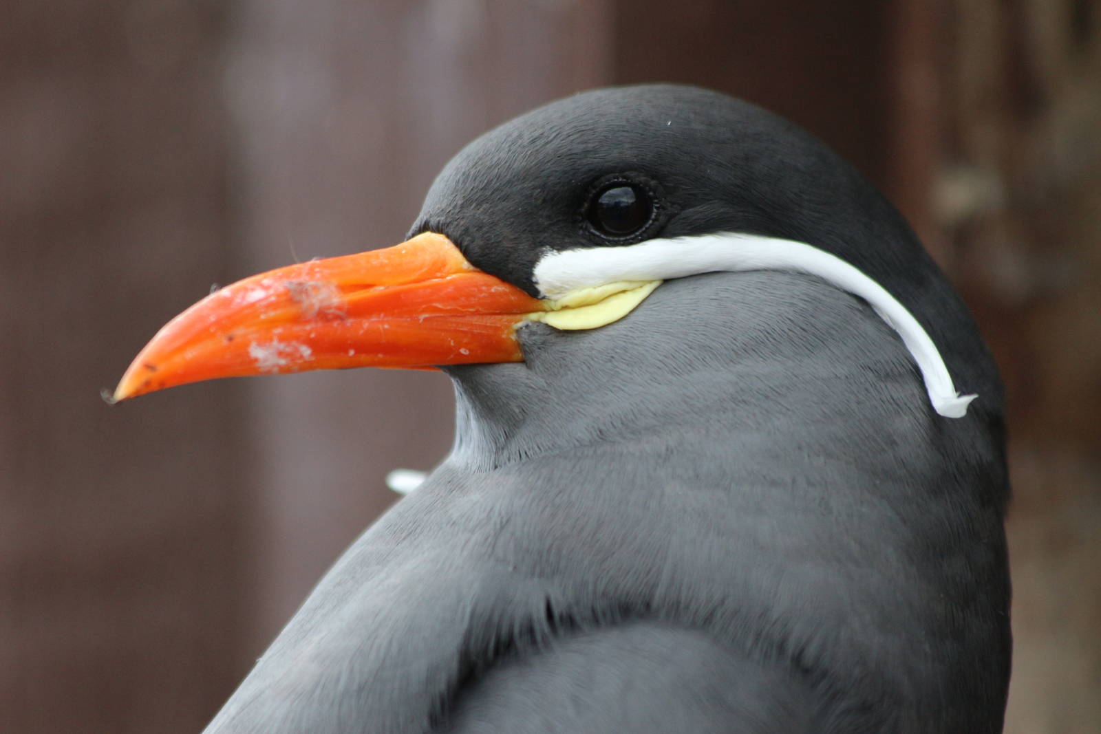 Inca Tern @ Living Coasts 22.09.2016