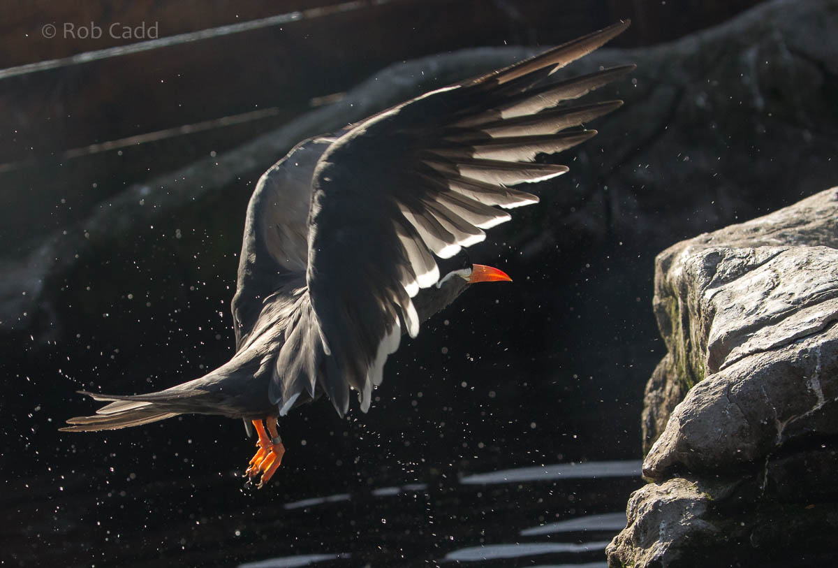 Inca tern : Living Coasts : 24 Sep 2015