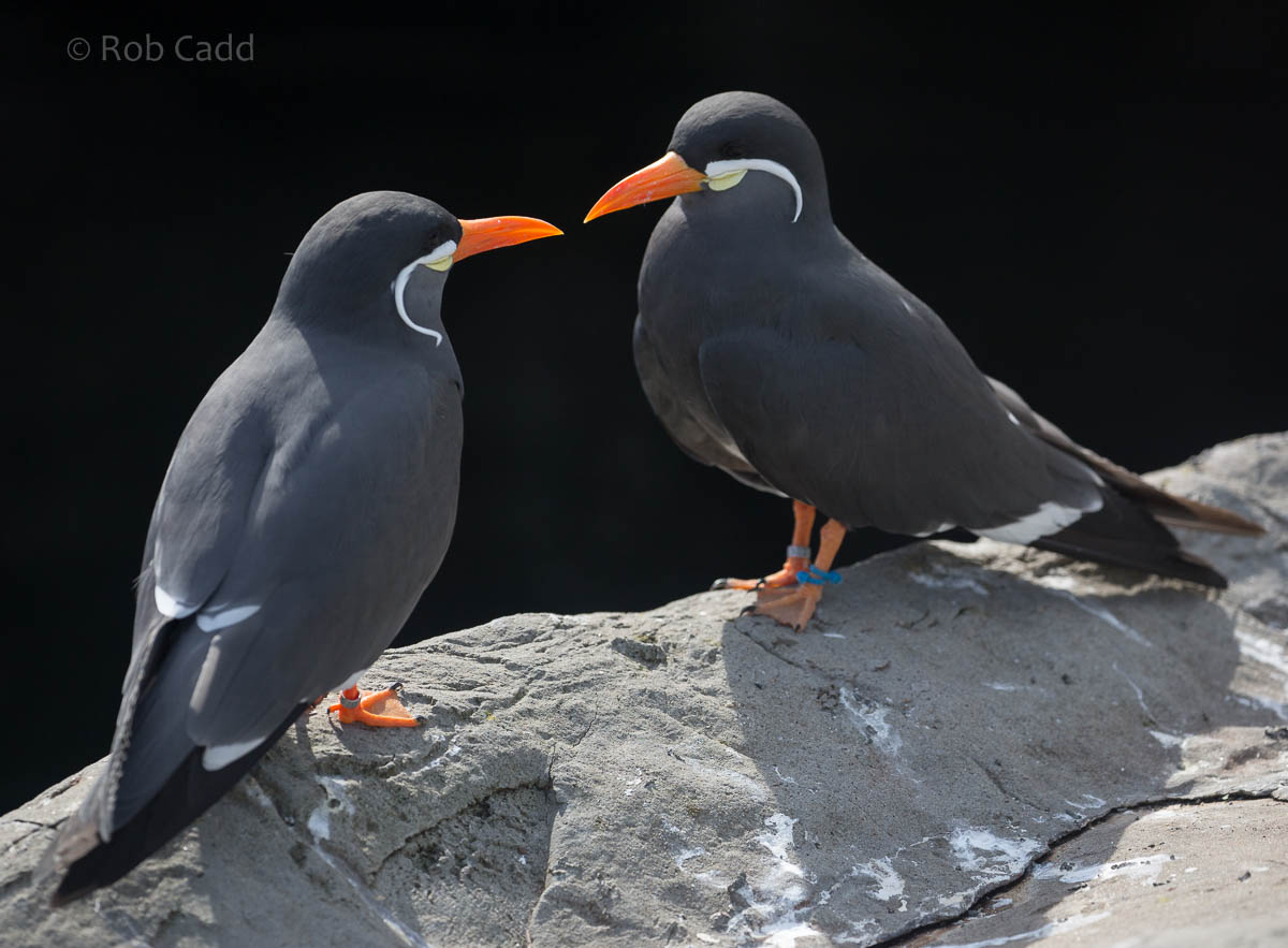 Inca tern : Living Coasts : 24 Sep 2015