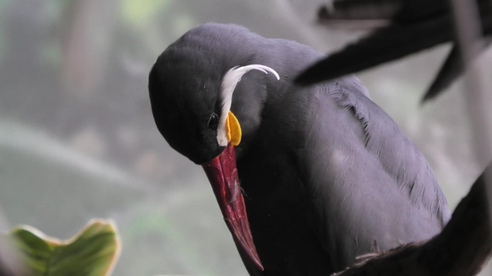 Inca tern looks down