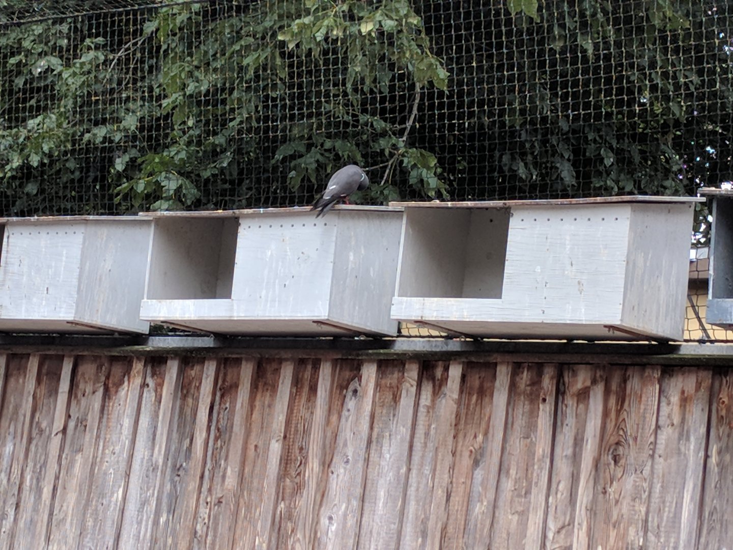 Inca Tern Nesting Boxes