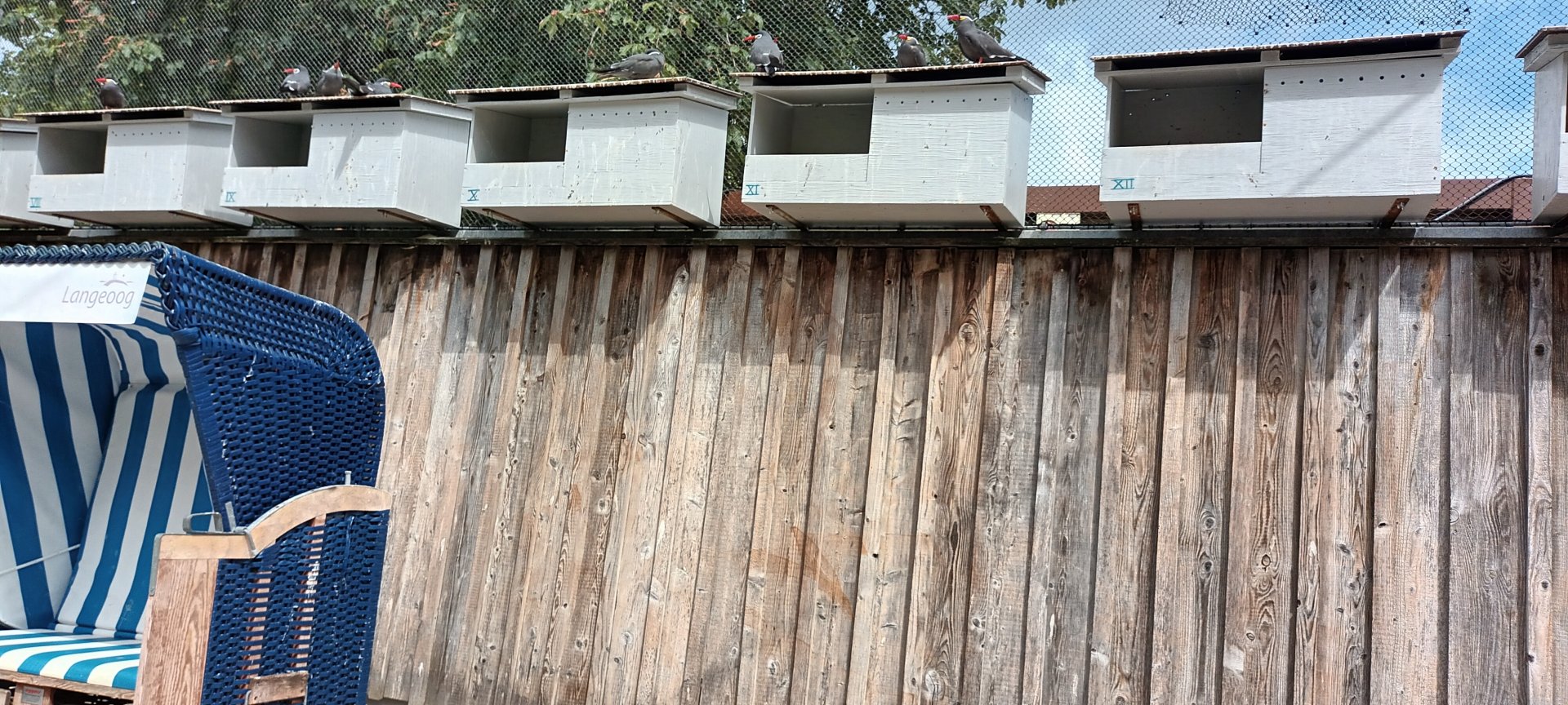 Inca tern nesting boxes