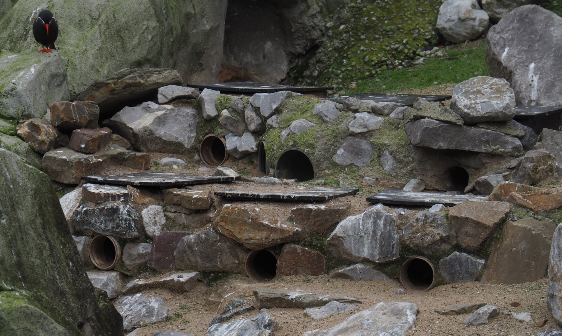 Inca tern nesting cavities, 2020-10-19