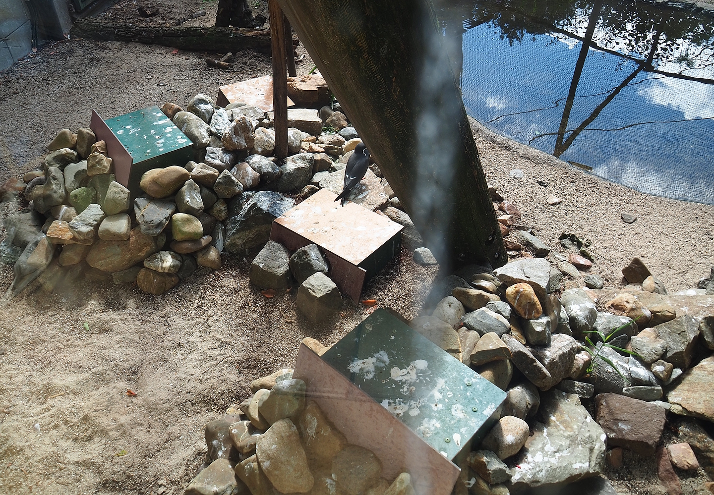 Inca tern nests, 2022-08-28