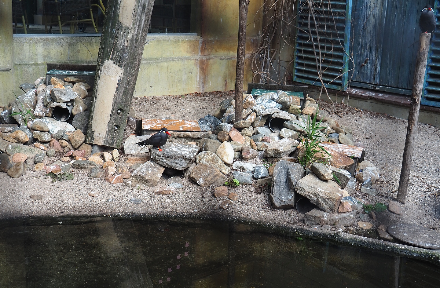 Inca tern nests, 2022-08-28