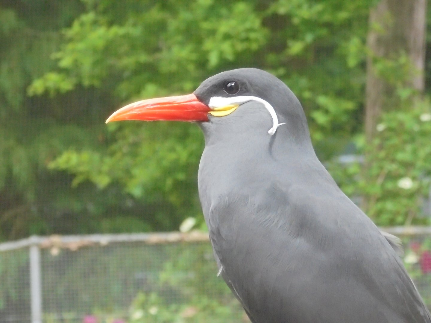 Inca Tern (not preening!) 2017