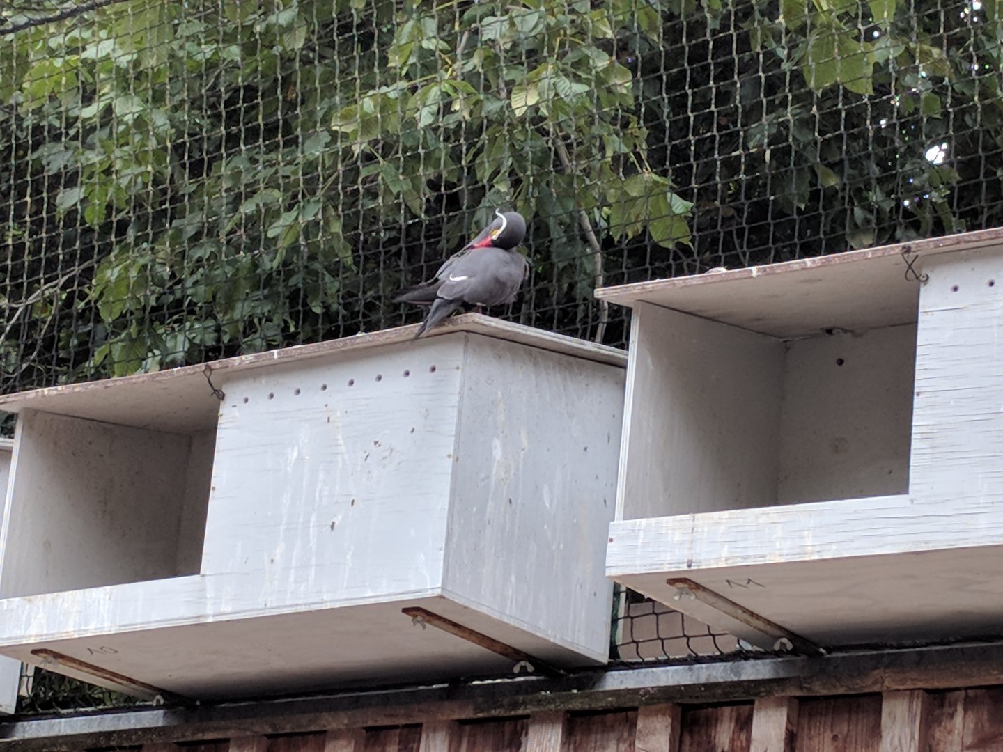 Inca Tern on Top of Nesting Box