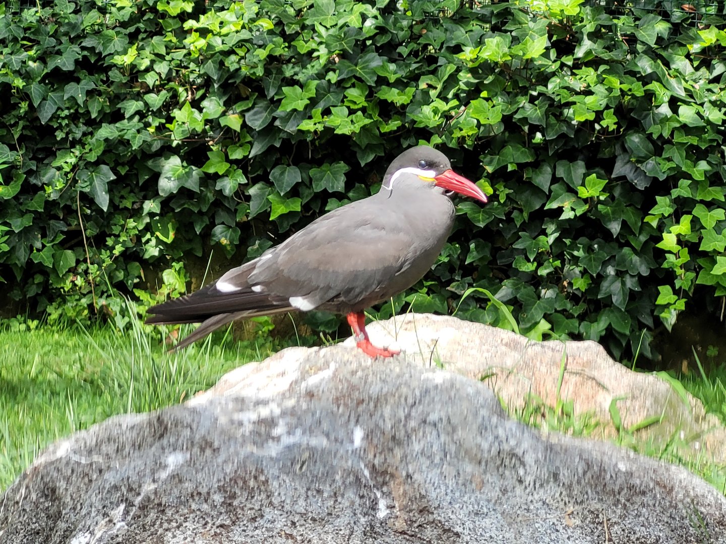 Inca tern -Parc Animalier des Pyrénées (2023)
