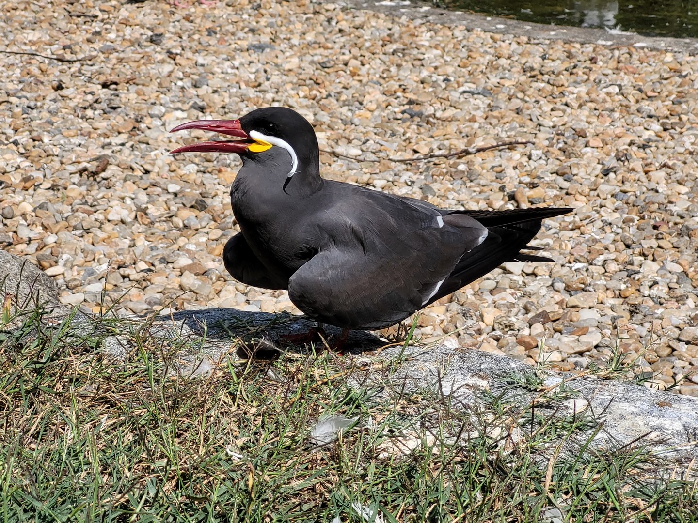 Inca tern -Parc Animalier des Pyrénées (2023)