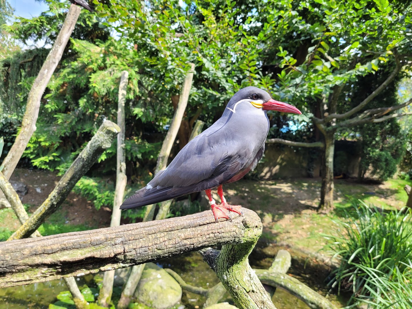 Inca tern -Parc Animalier des Pyrénées (2023)