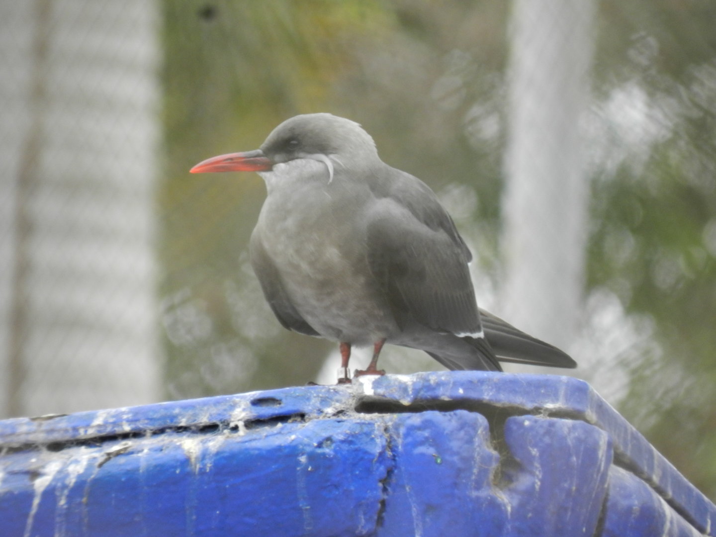 Inca tern - Parque de Las Leyendas