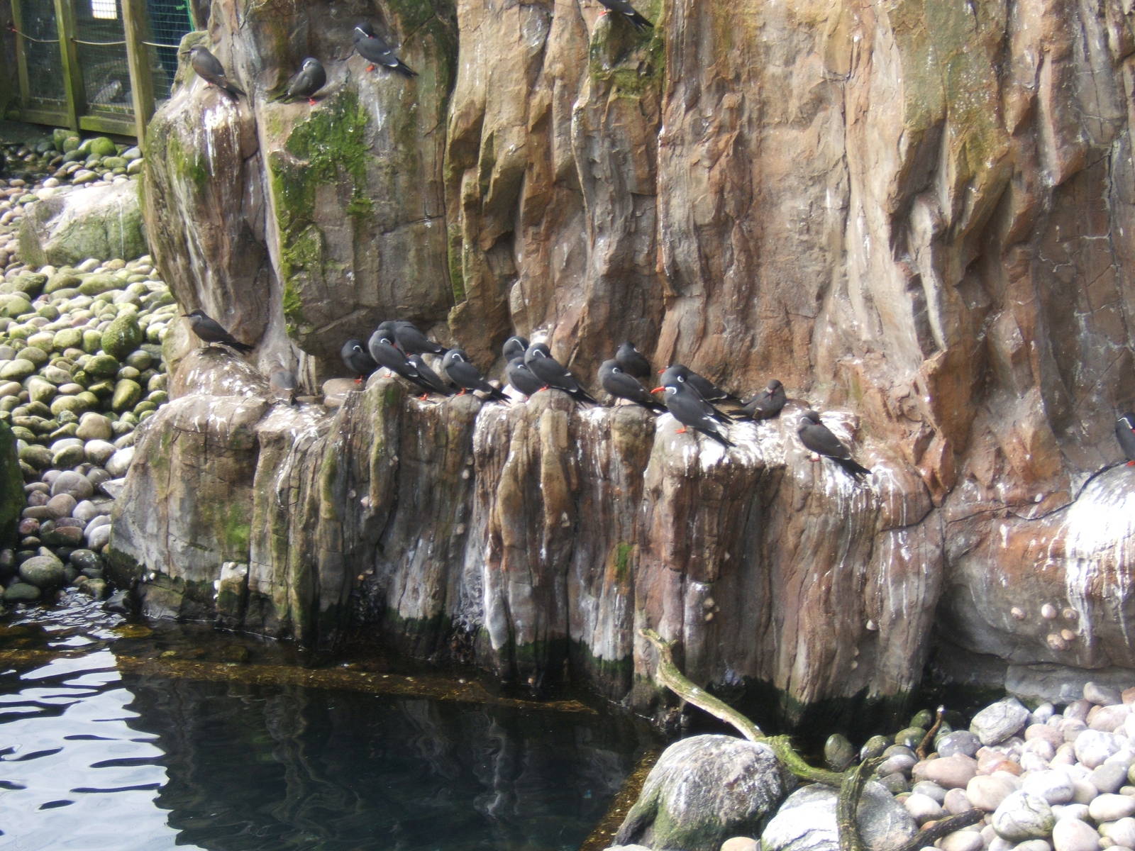Inca Tern`s