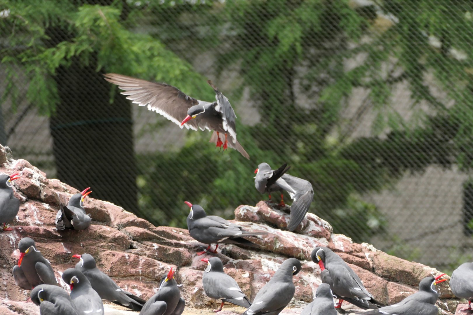 Inca Tern - Sea Bird Aviary