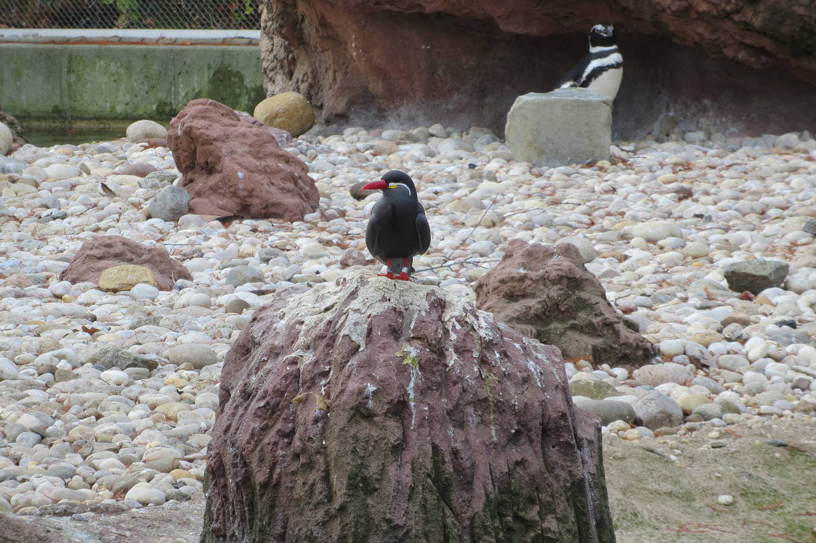 Inca Tern - Sea Bird Colony 031215