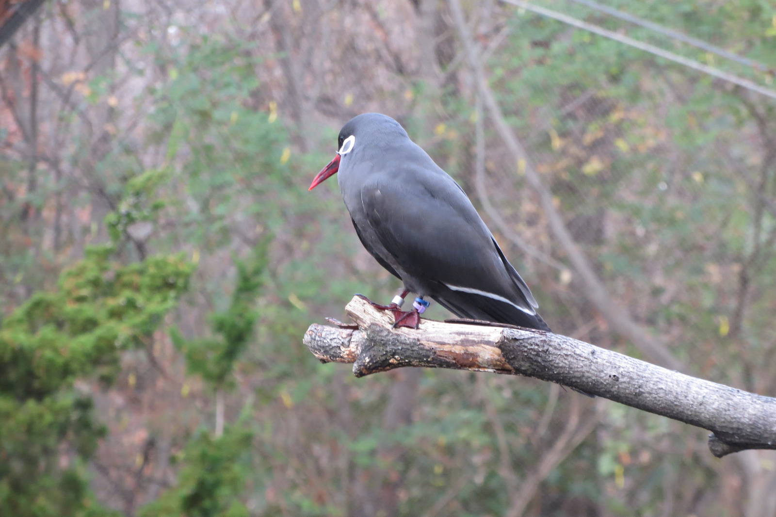 Inca Tern - Sea Bird Colony 031215
