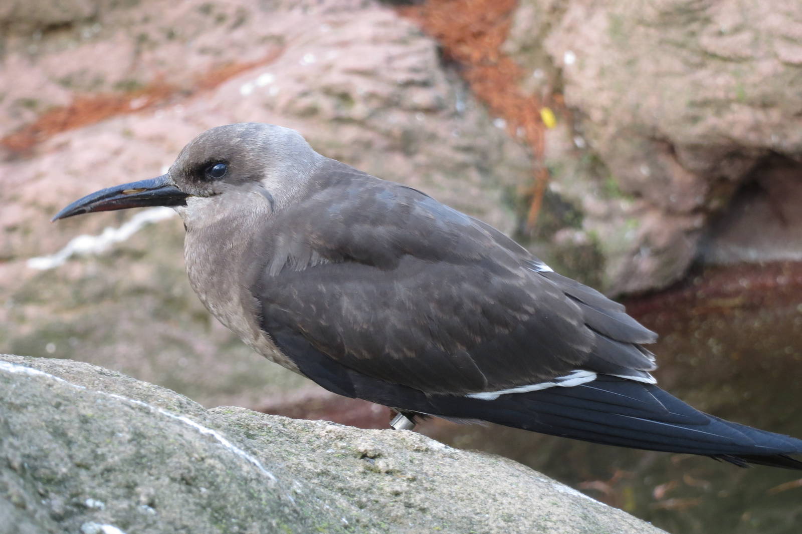 Inca Tern - Sea Bird Colony 031215