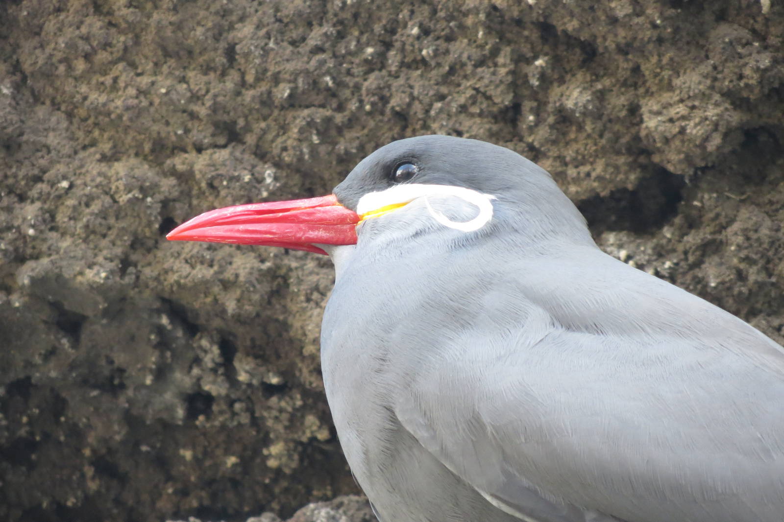 Inca Tern - Sea Bird Colony 031215
