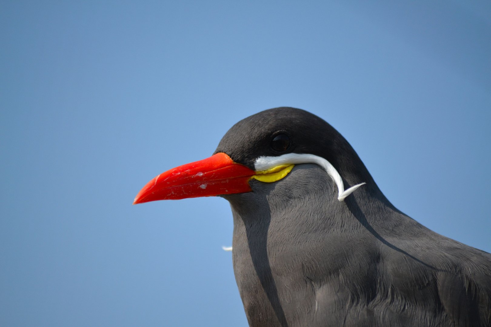 Inca Tern - September 2016