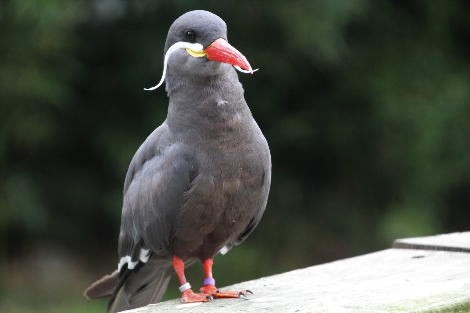 Inca Tern - September 2018