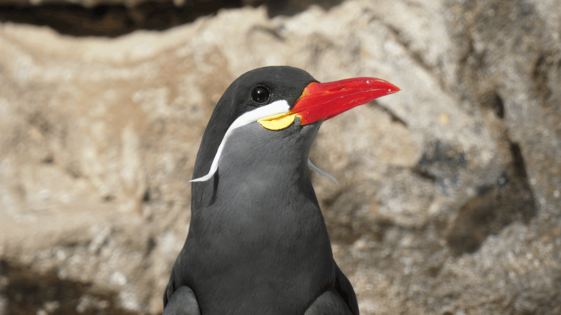 Inca Tern, The Living Coast - Feb. 2022