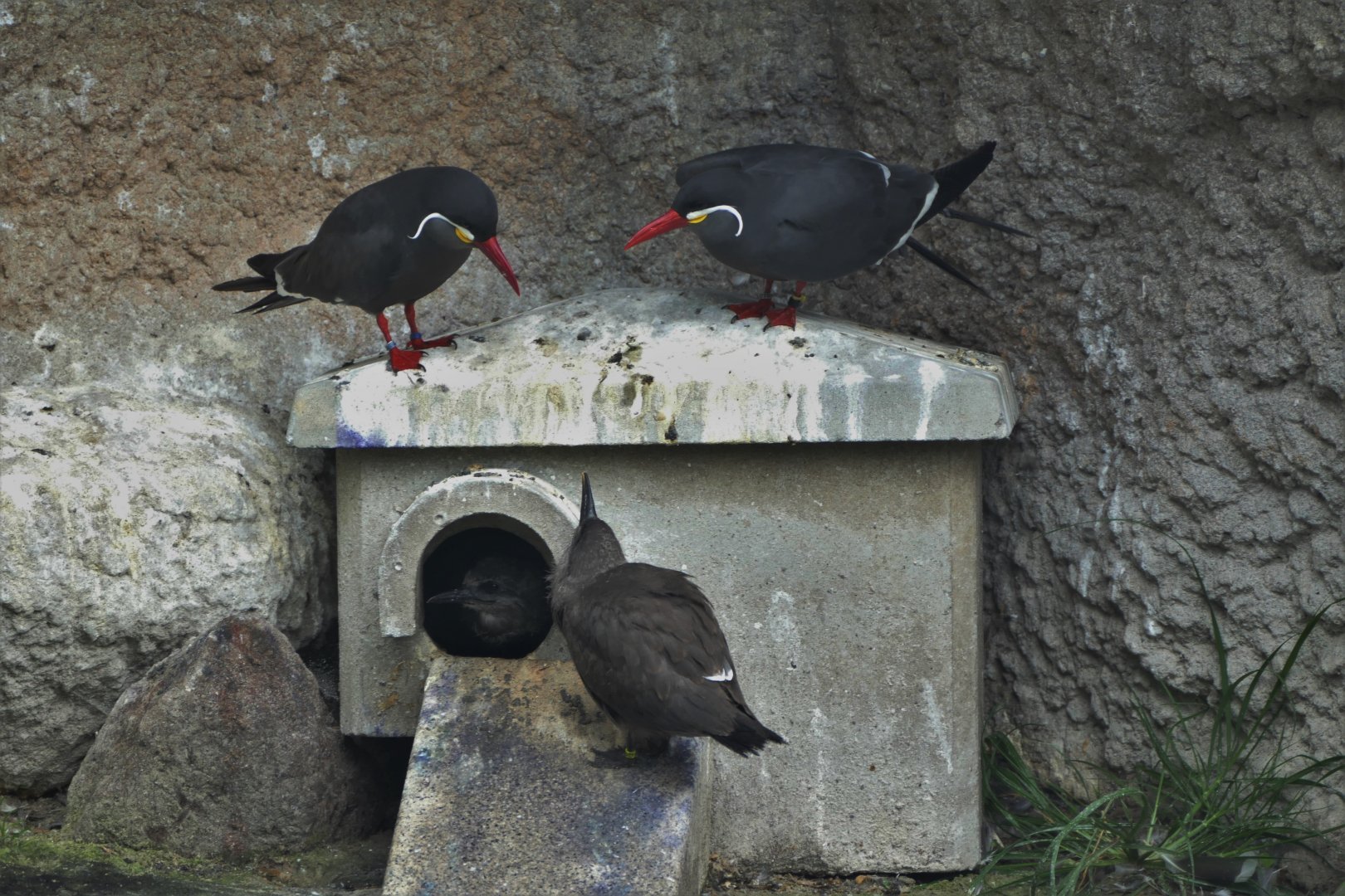 Inca tern with youngsters