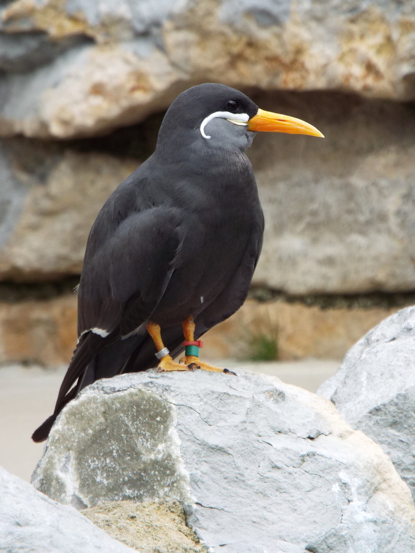 Inca Tern, Woodside