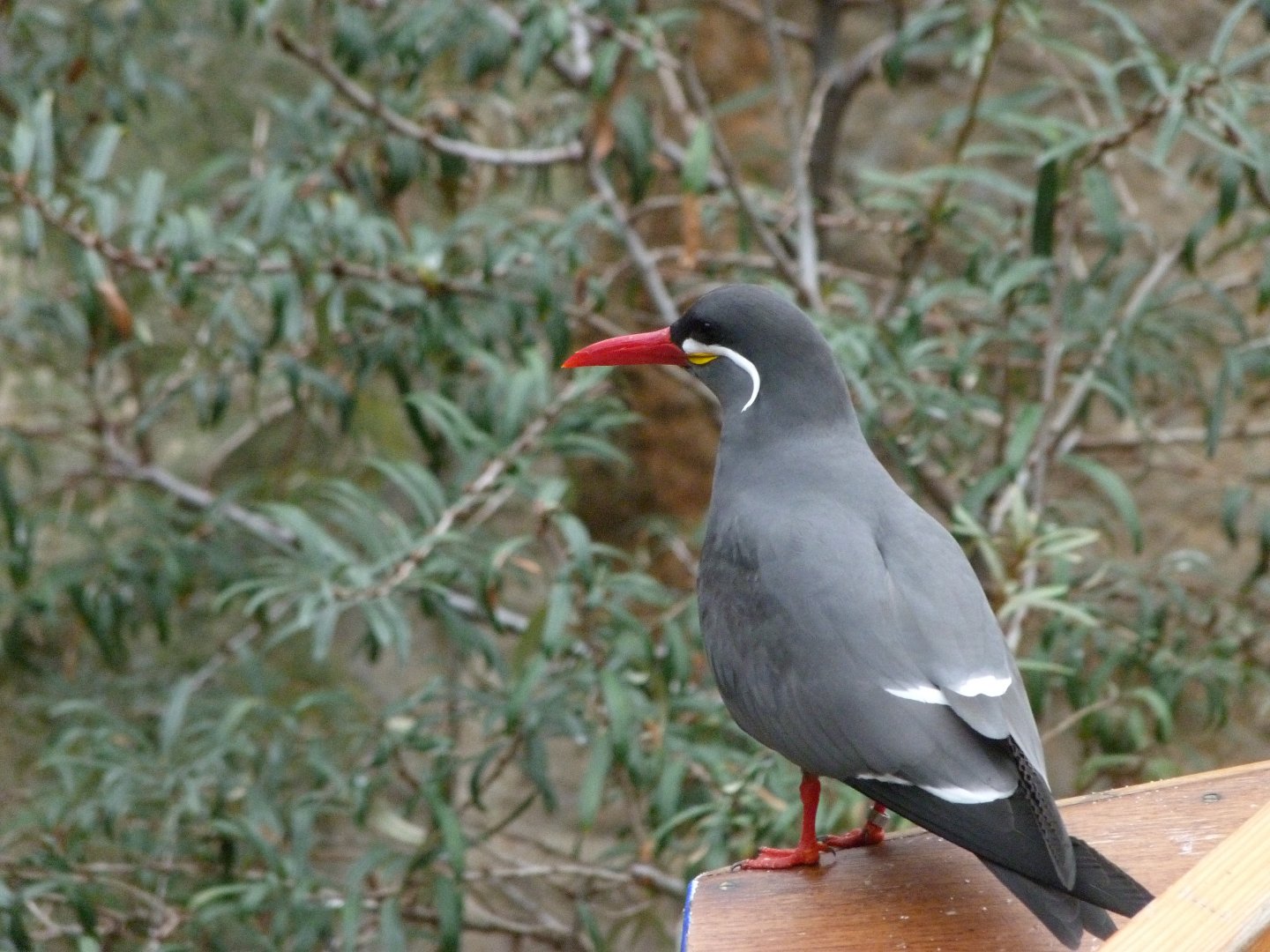 Inca tern -Zoologischer Garten Berlin (2024)