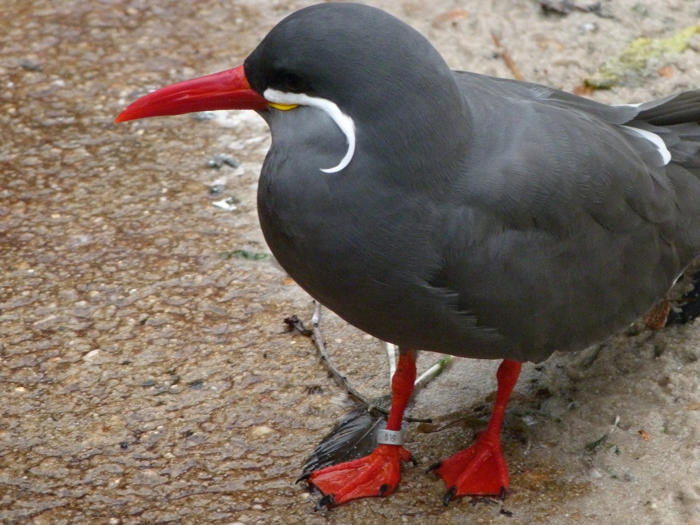 Inca tern -Zoologischer Garten Berlin (2024)