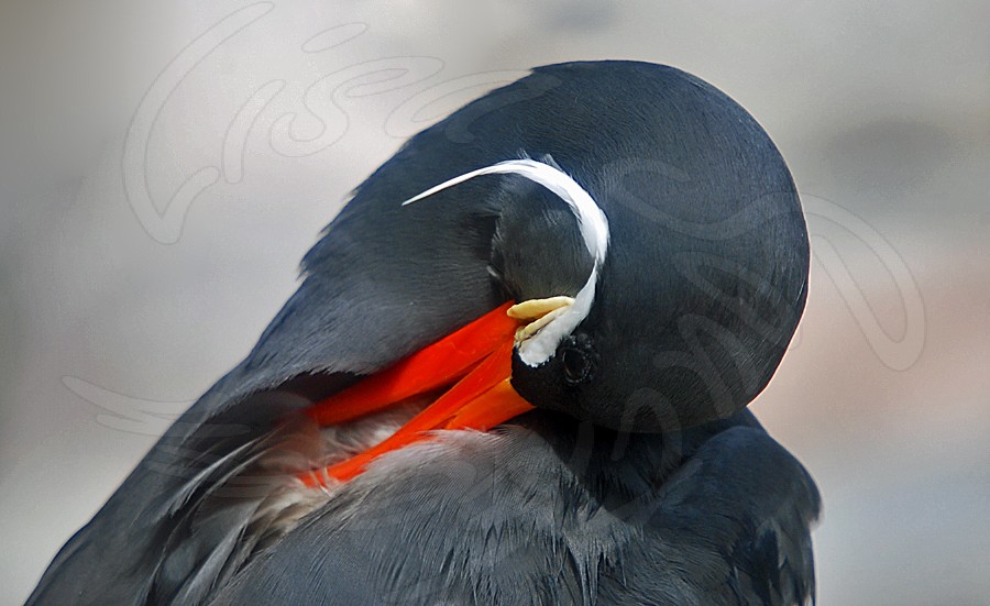 Inca Tern