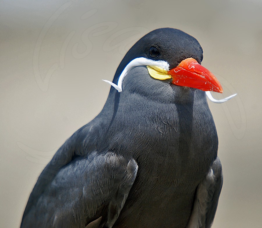 Inca Tern