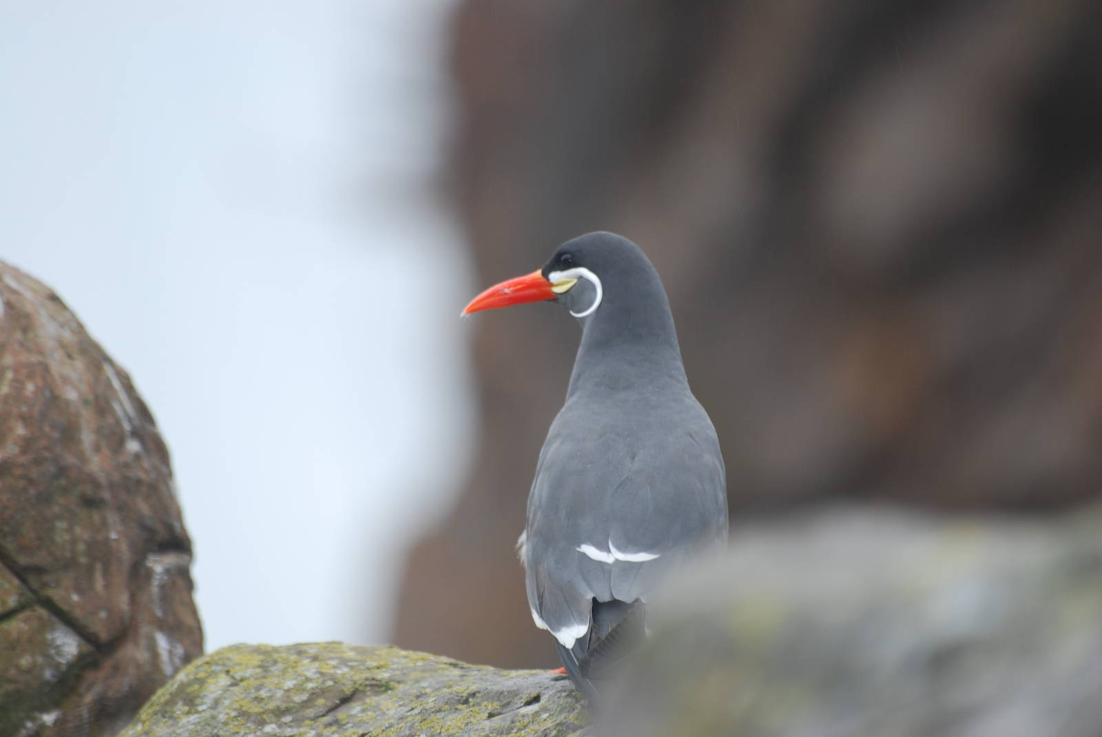 Inca tern