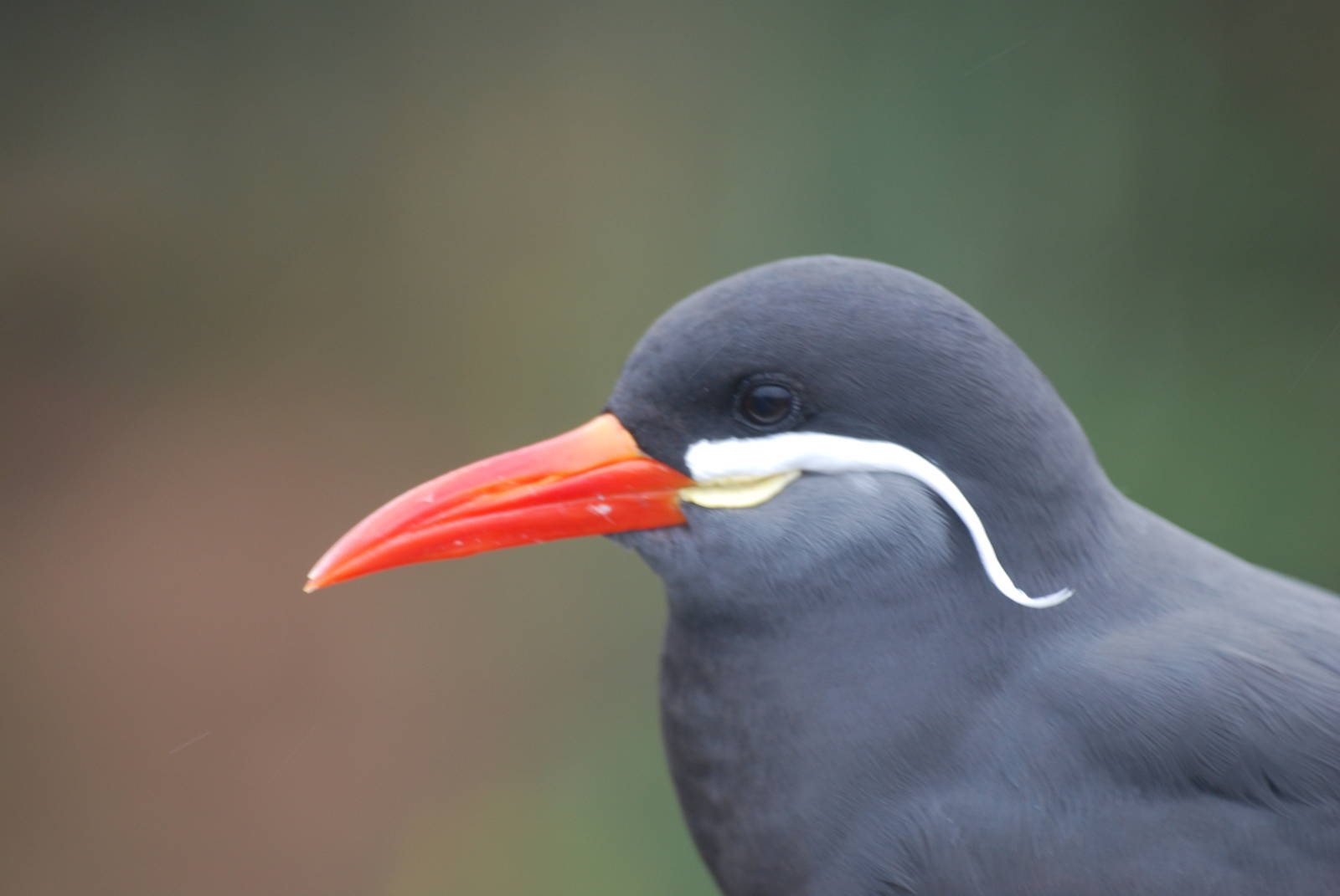 Inca tern