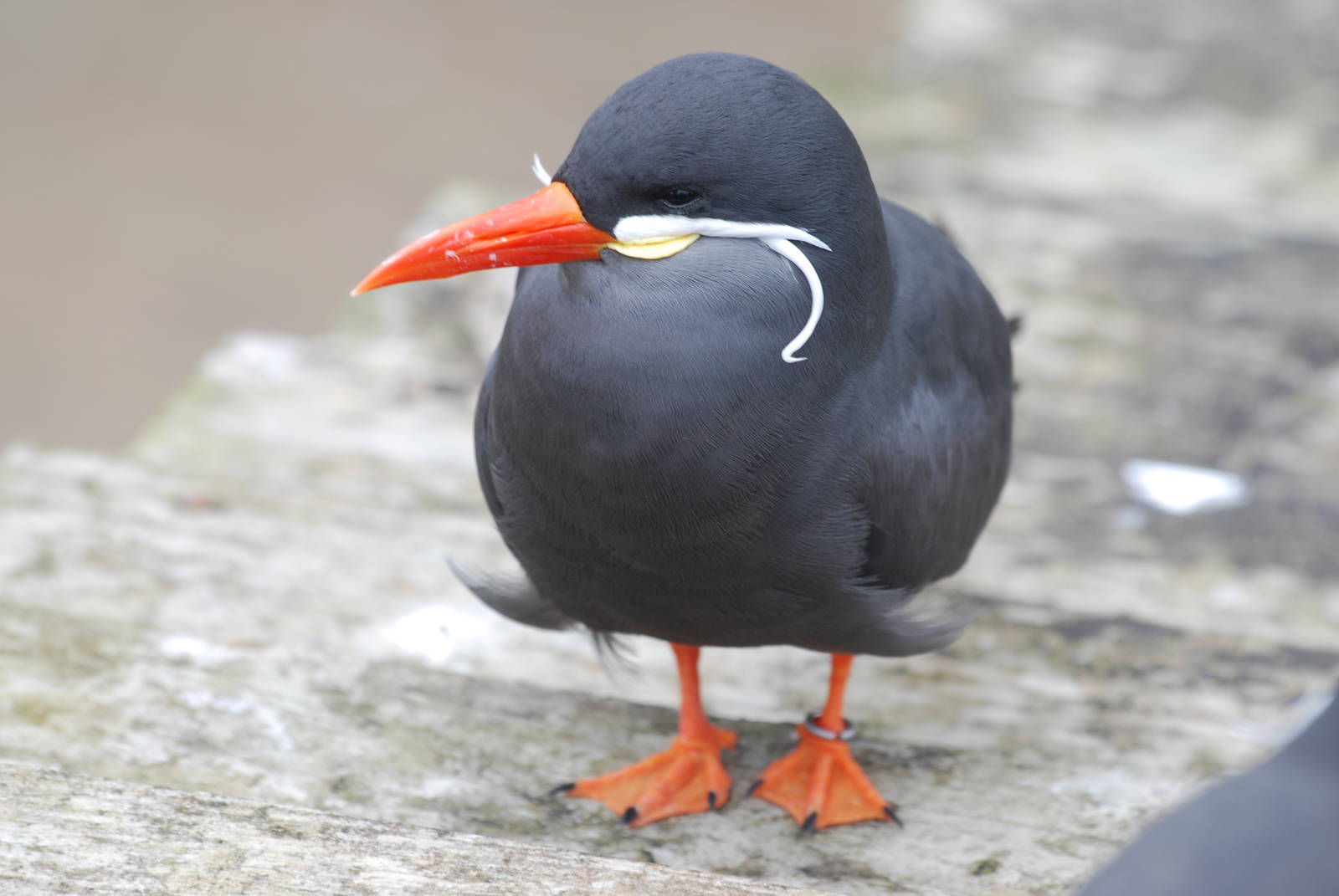 Inca tern