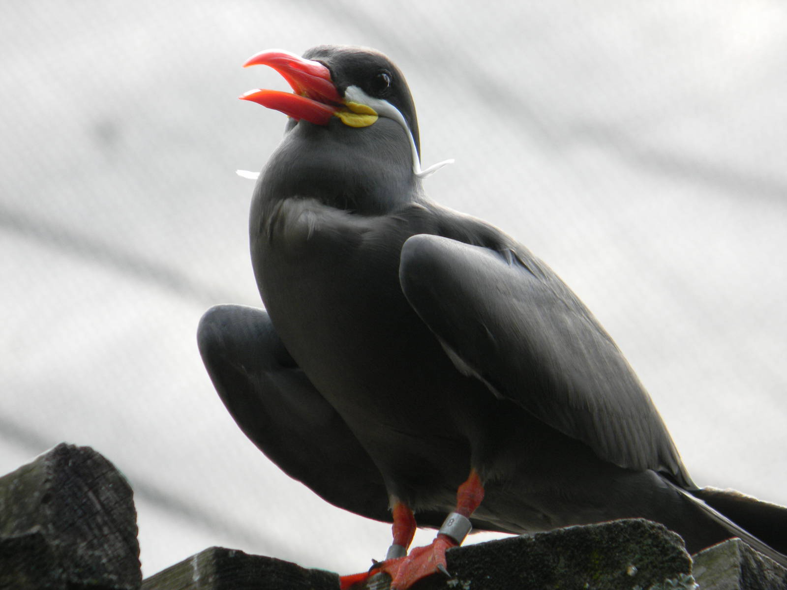 Inca Tern