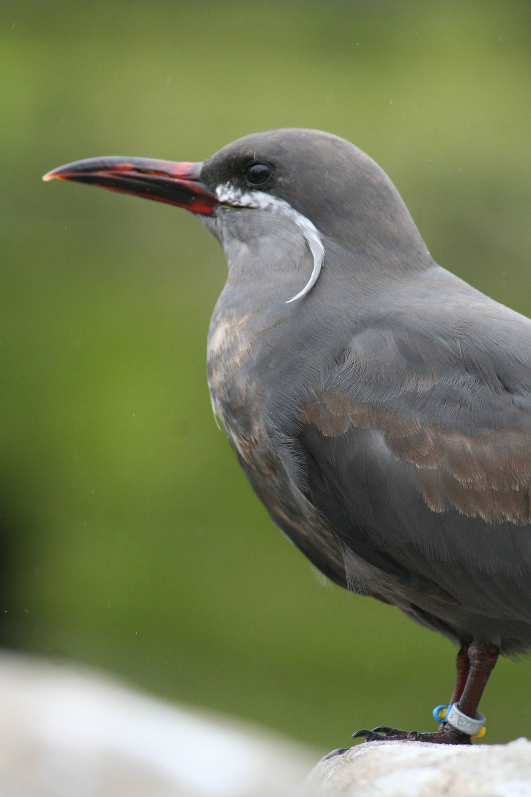 Inca tern