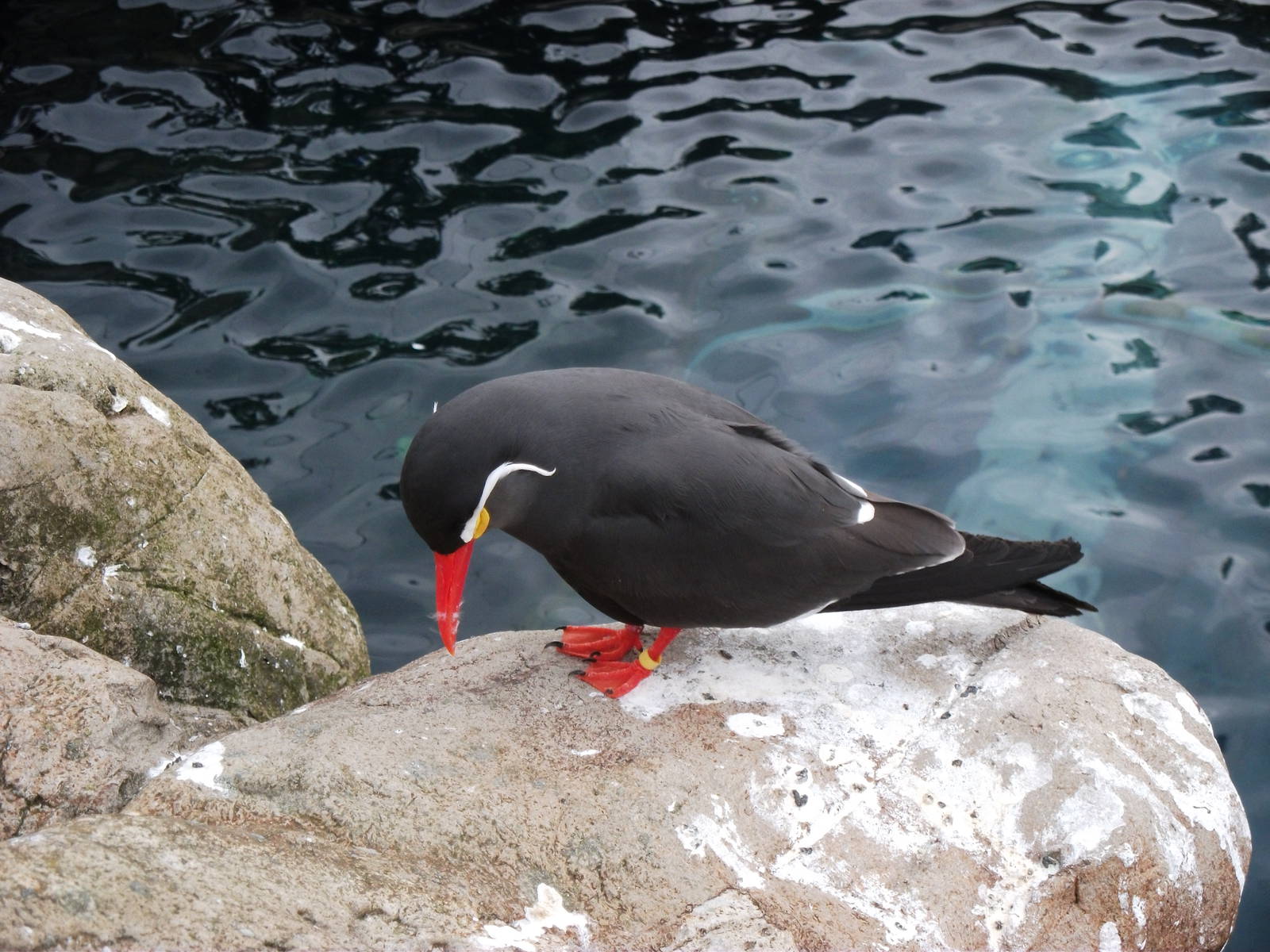 Inca Tern