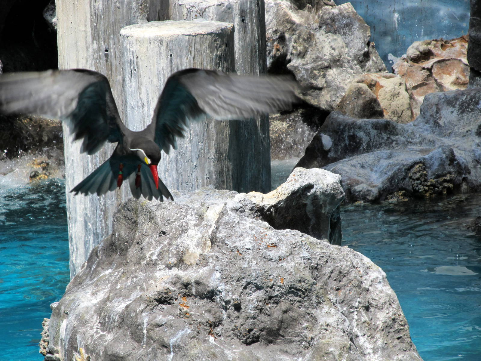 Inca Tern