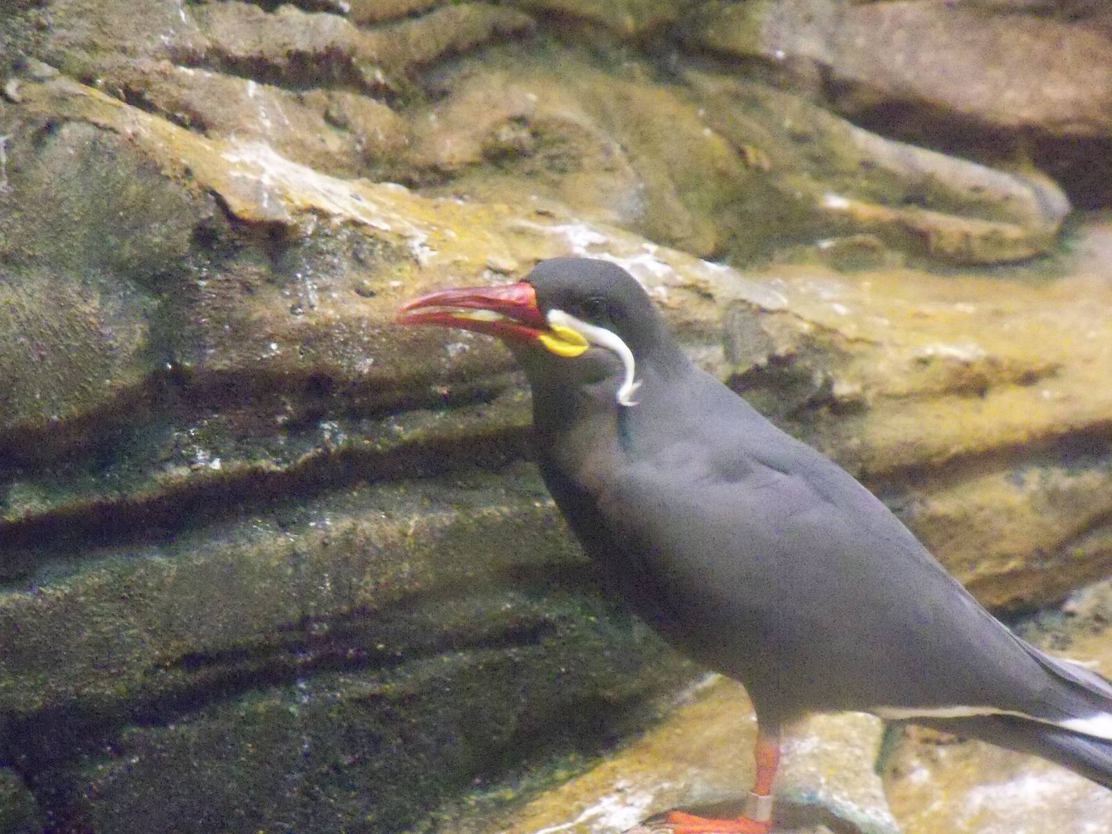 Inca Tern