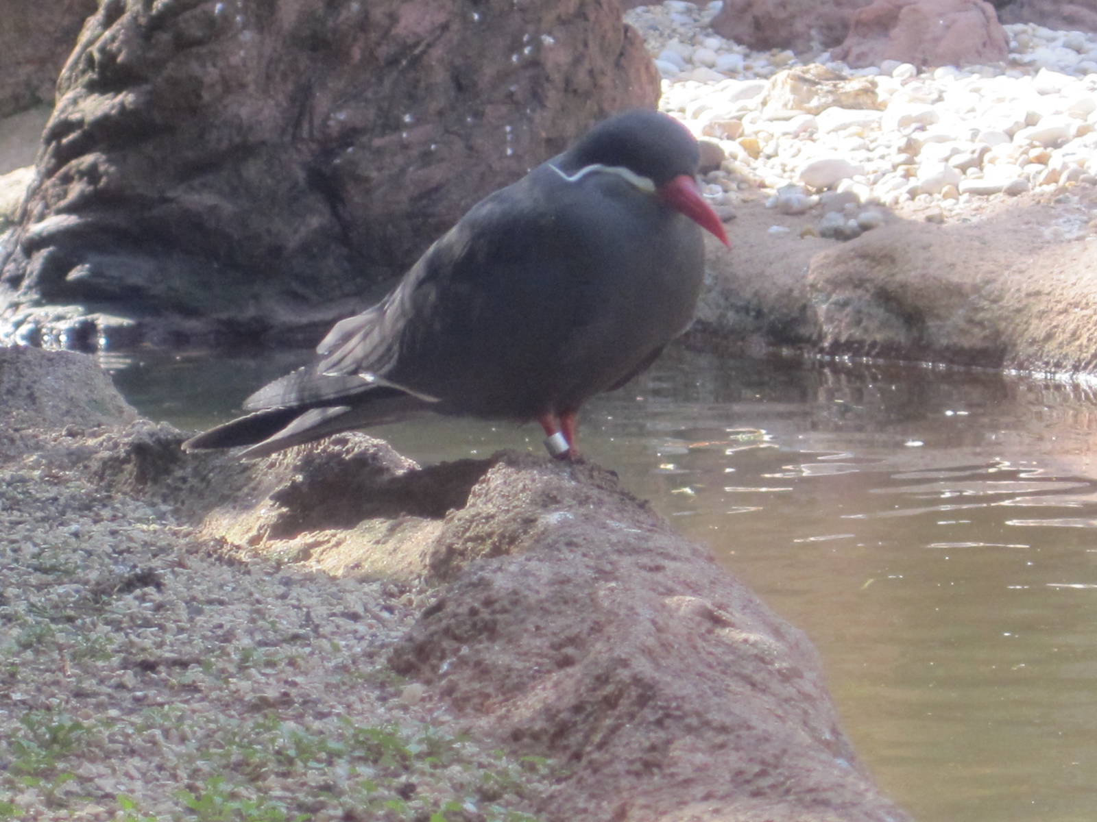 Inca Tern