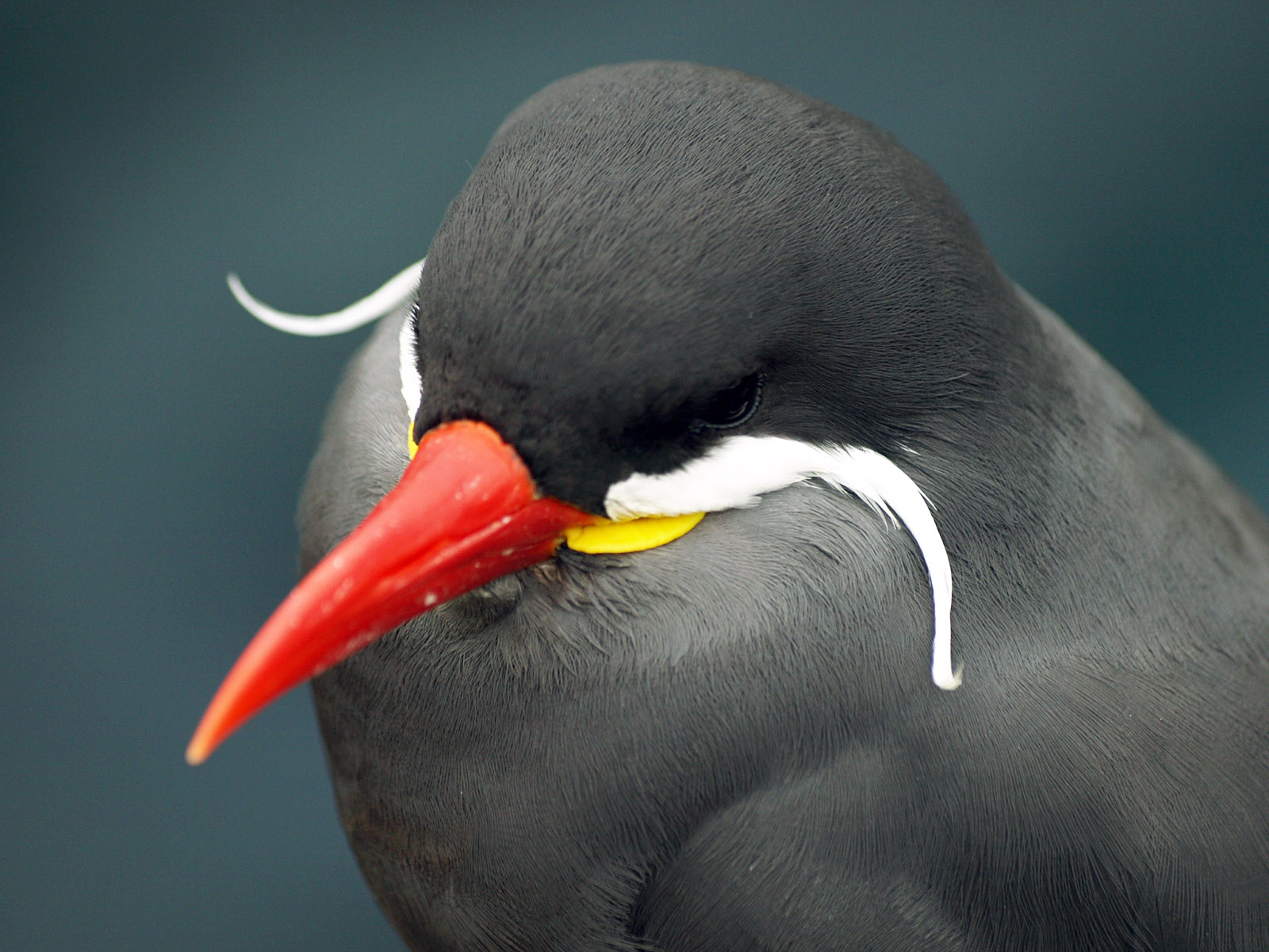 Inca tern