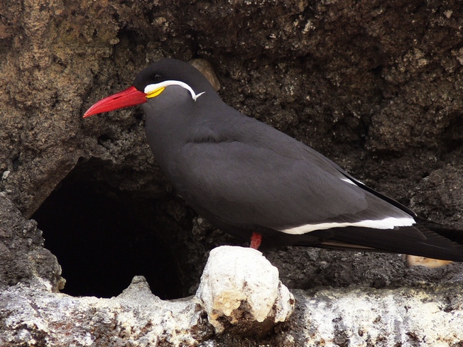 Inca tern