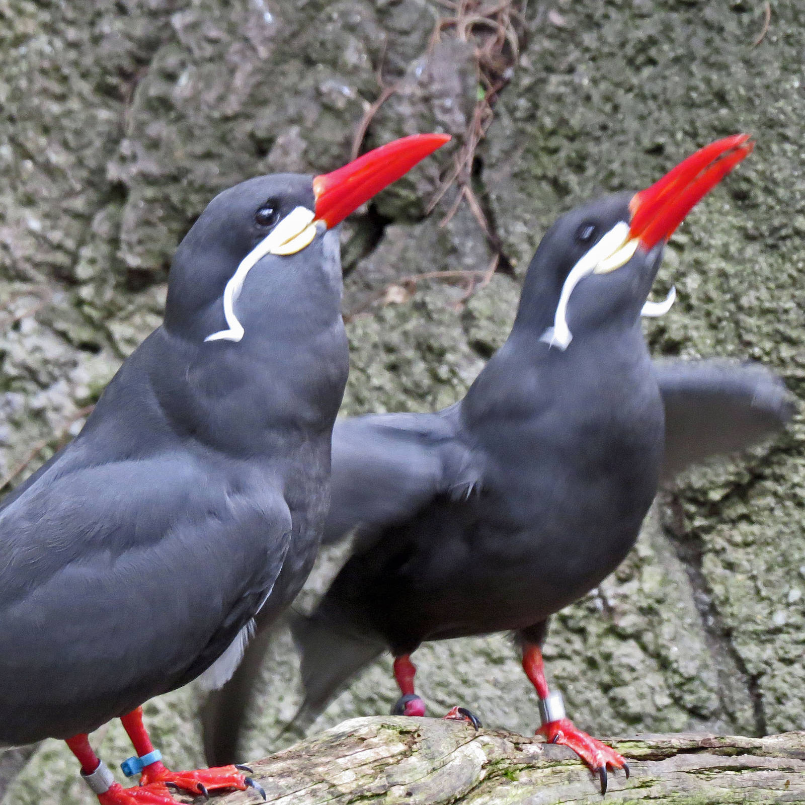 Inca Tern