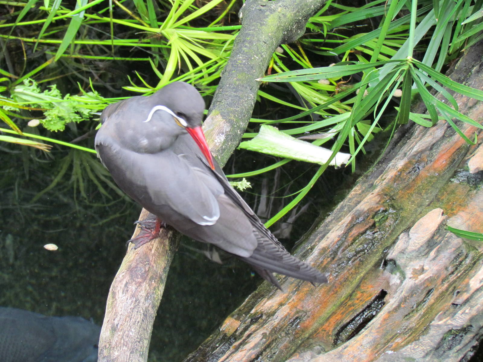 Inca Tern