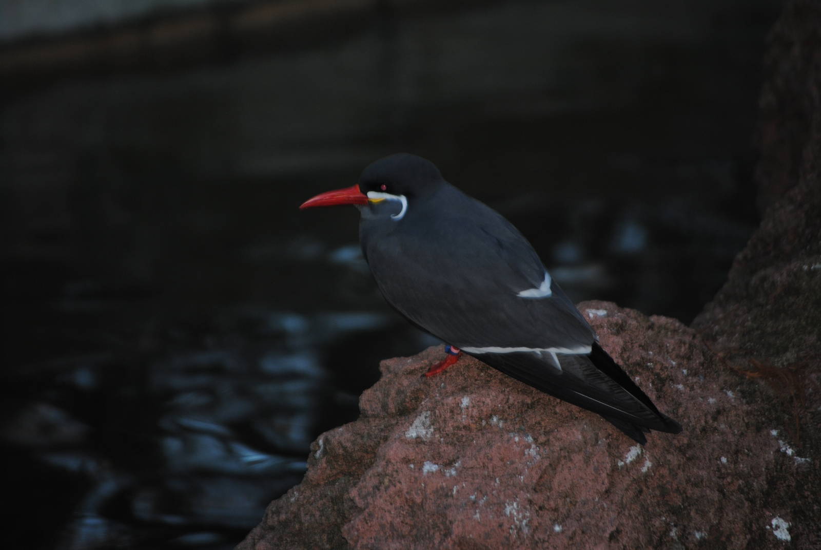 Inca Tern
