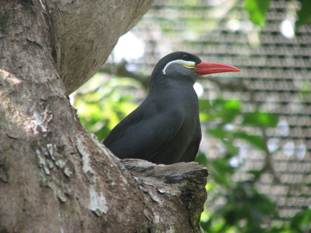 Inca Tern
