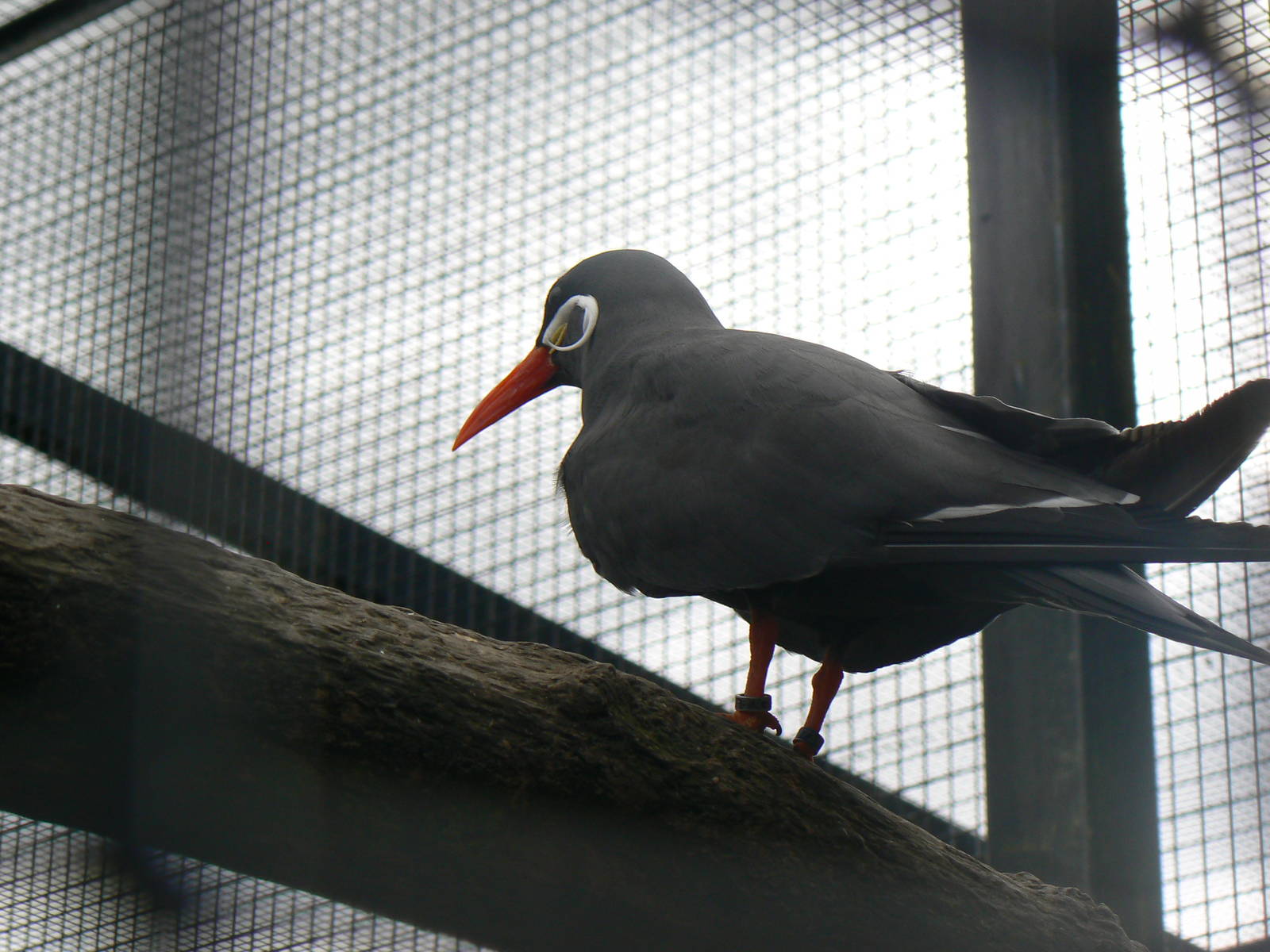 Inca Tern