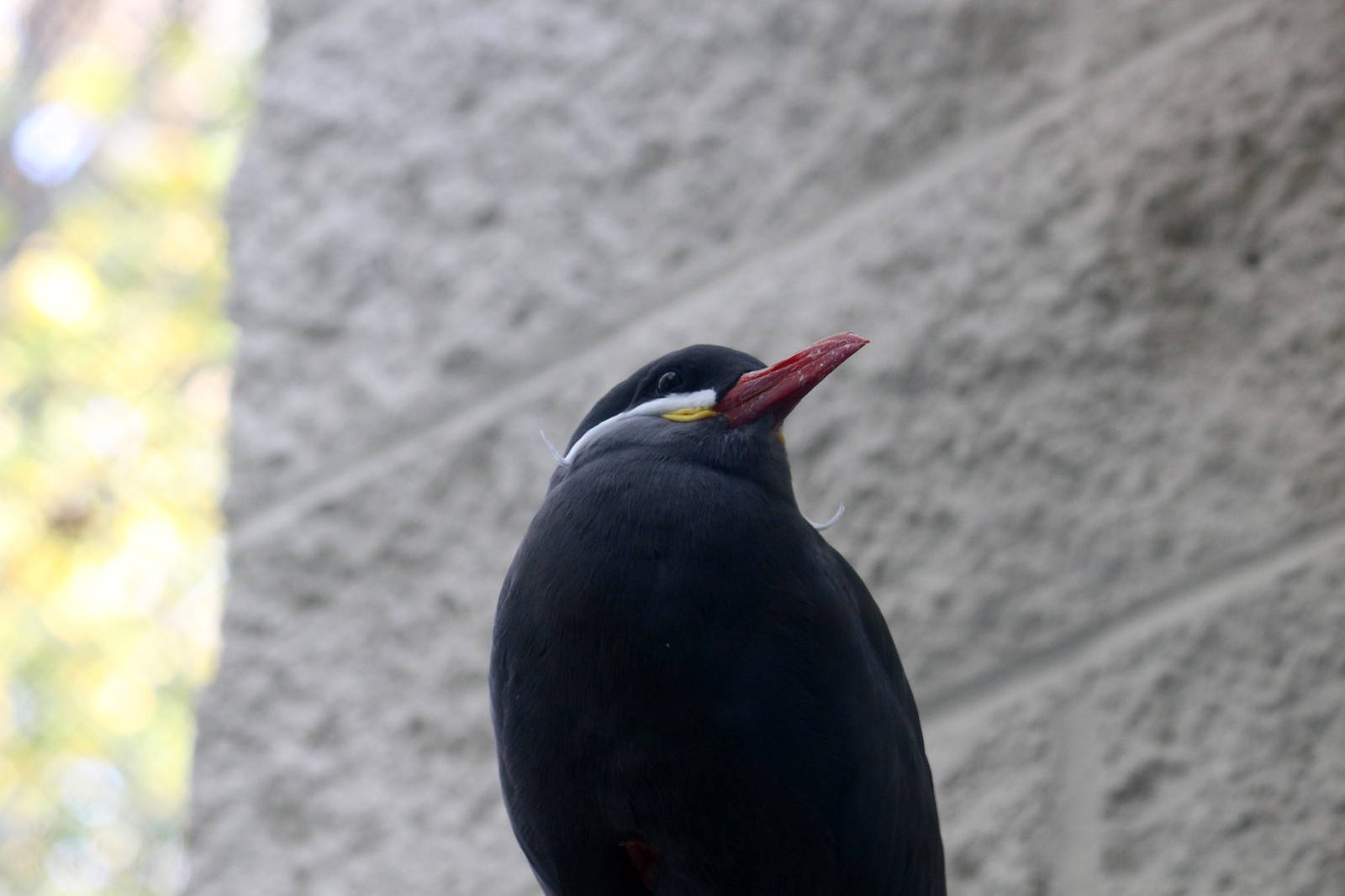 Inca Tern